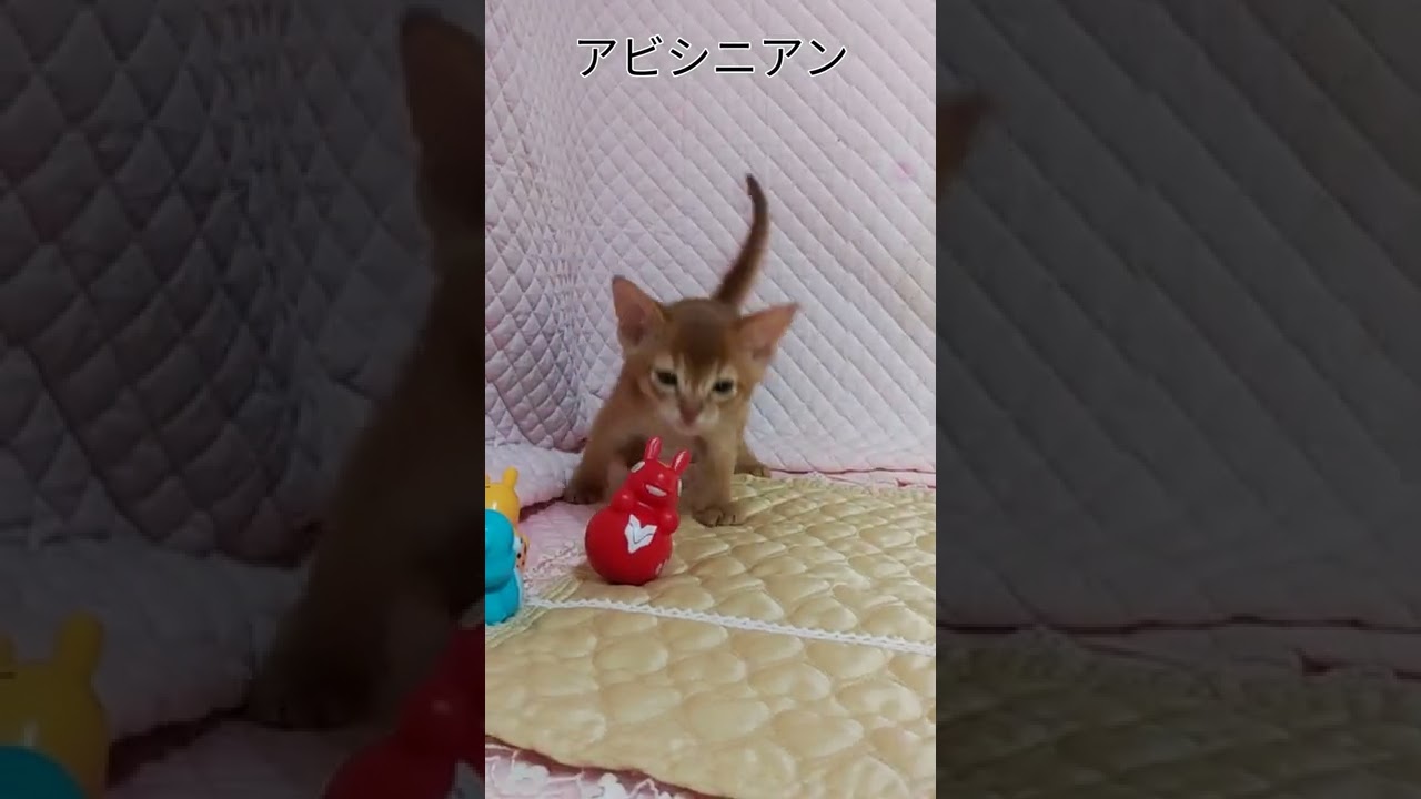 #アビシニアン#レッド#シナモン#子猫#猫#2/4生