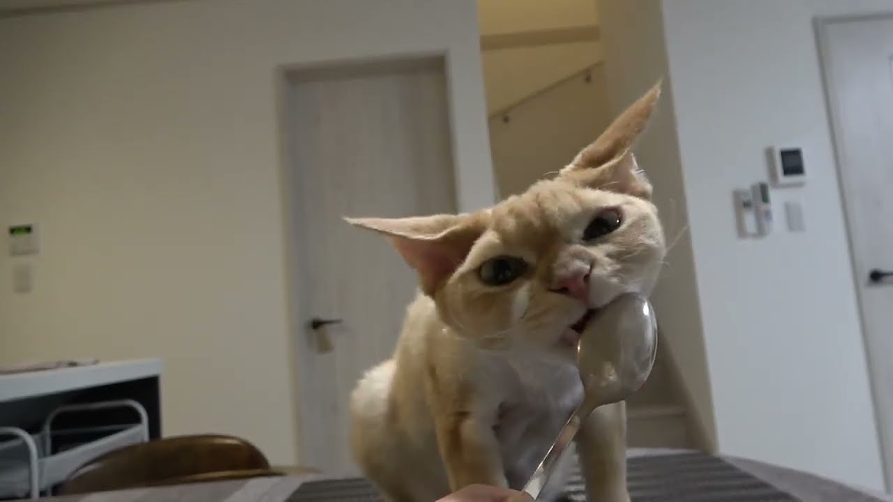 大好きなヨーグルトを可愛く食べているデボン猫です