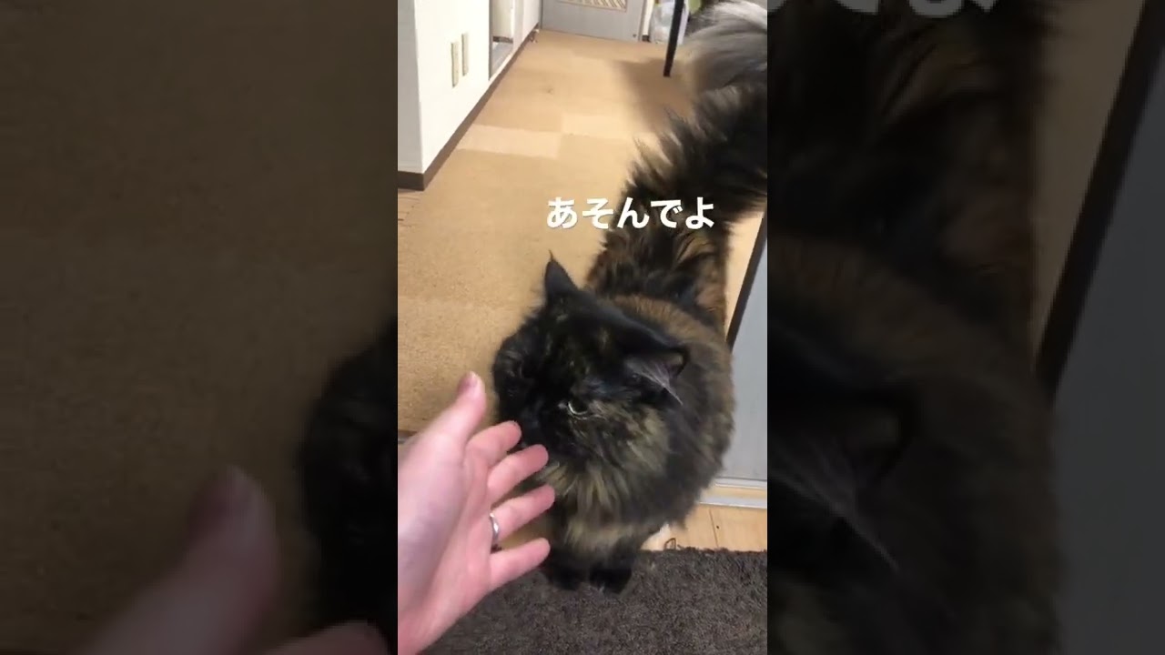 あそんでよ【ラガマフィン】