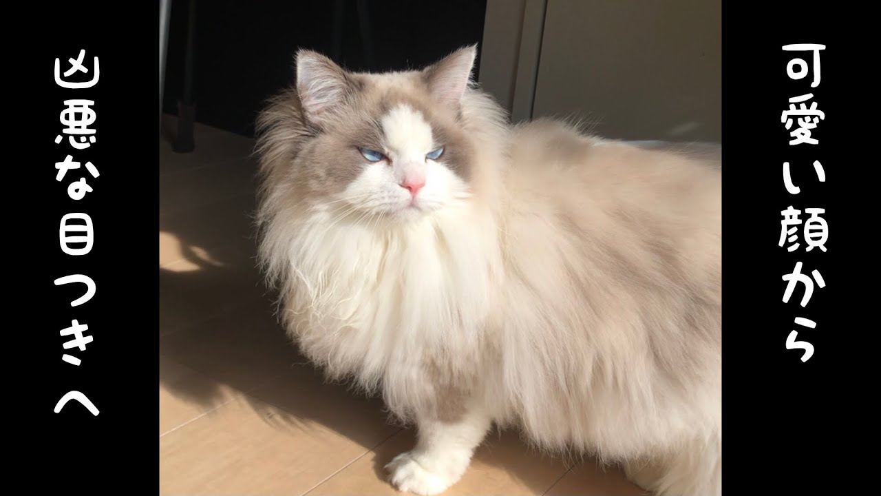 【ラグドール】可愛い顔から凶悪な目つきへ[Ragdoll] From a cute face to a vicious look【#shorts】