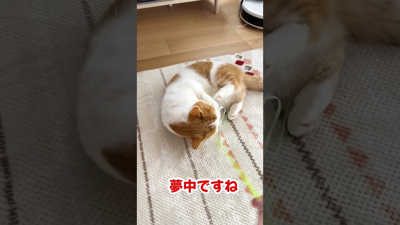 短足ねこの遊びは激しい【短足マンチカン】#633