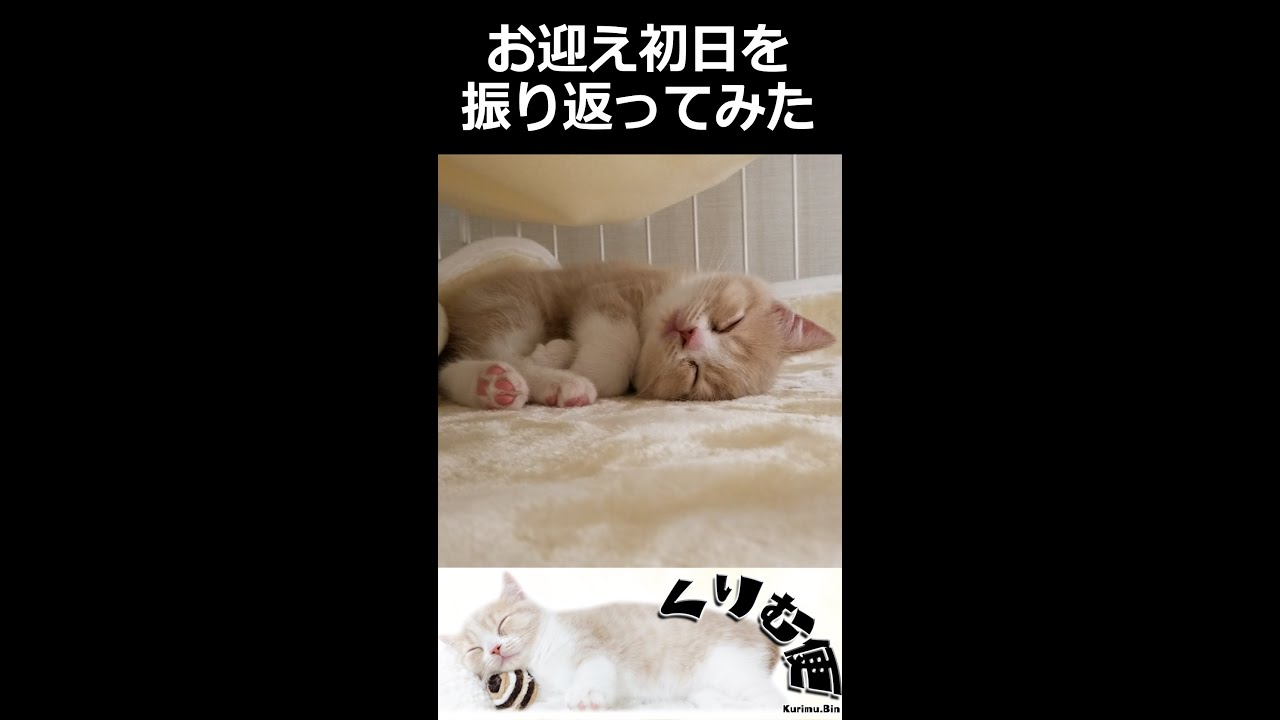 お迎え初日の寝姿がかわいい子猫【スコティッシュフォールド】 #shorts