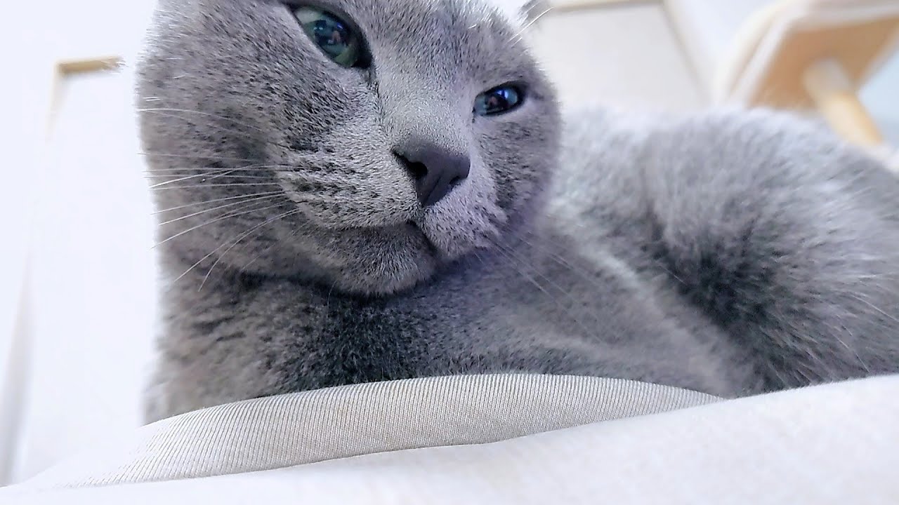 【猫動画】嫁から見たロシアンブルー【russianbule】Russian Blue seen from my wife