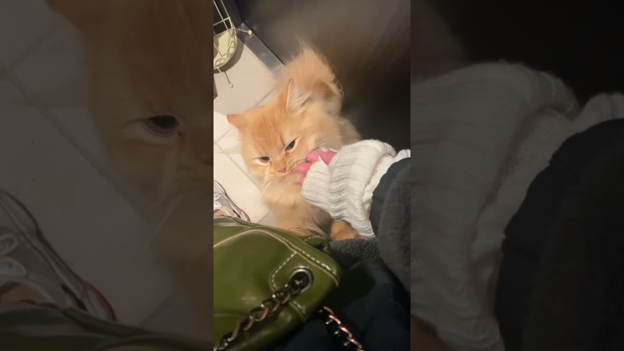 飼い主が出かけることに気づいて止めようしてくる　#猫