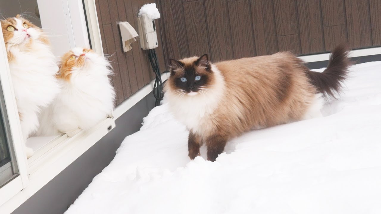 記録的な大雪の中でも歩く長毛ラグドール猫