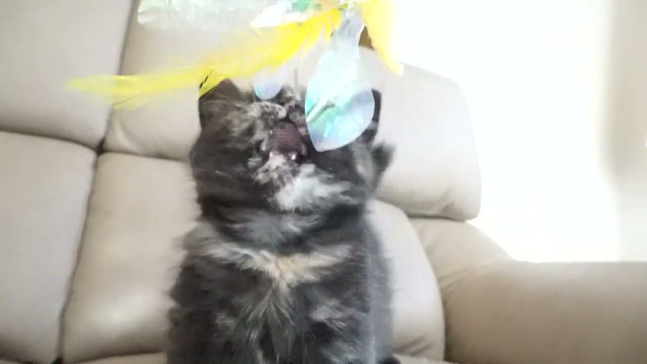 ブリティッシュショートヘアー子猫　British Shorthair　2022.11.22産まれ　トーティーシェル　錆び猫　女の子　シーダキャット猫のお店