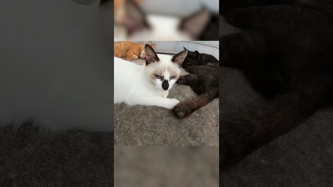 授乳を拒否された⁉その結果シャム猫さんが…#shorts