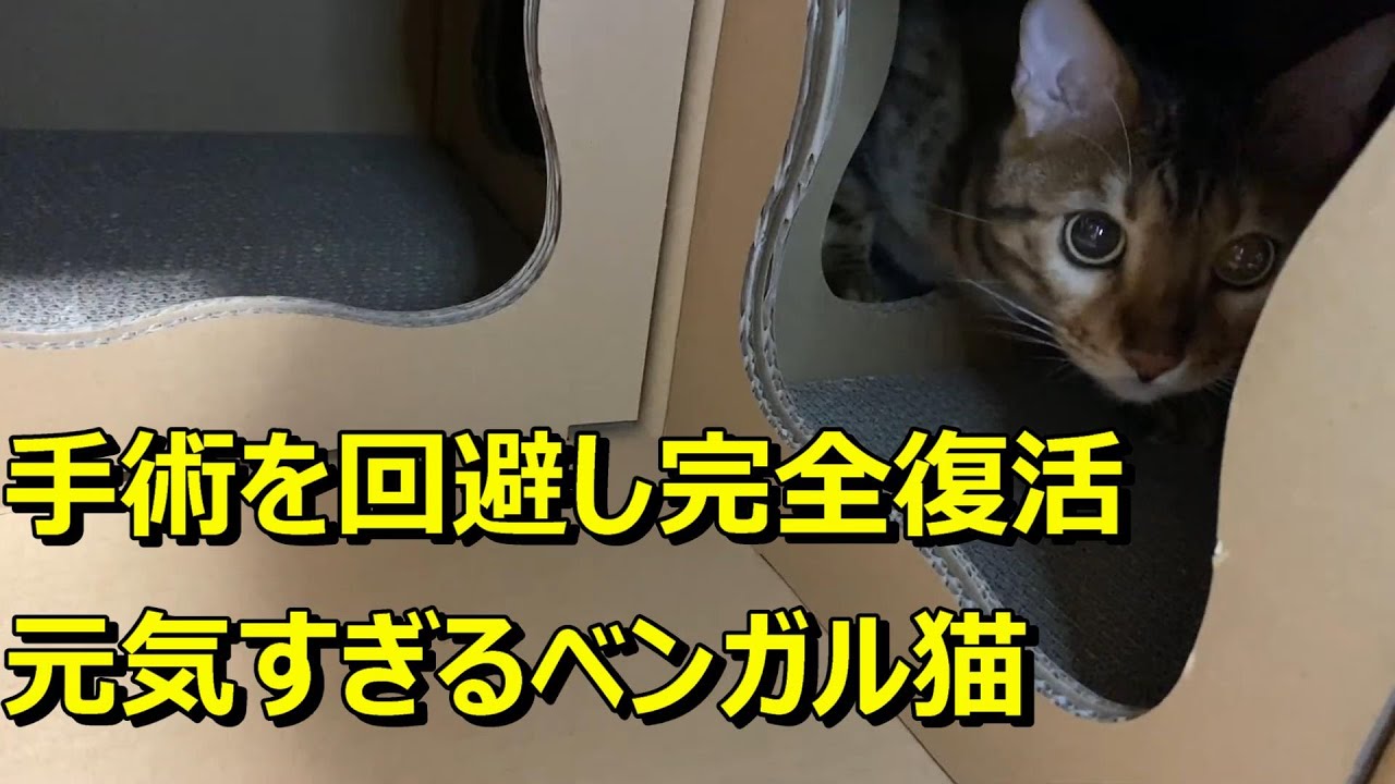 手術を回避し完全復活したベンガル猫