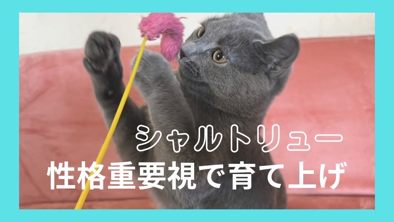 【シャルトリュー育て上げて良い子になった】両親の性格も大切ですが育て方や環境も大切ですよ