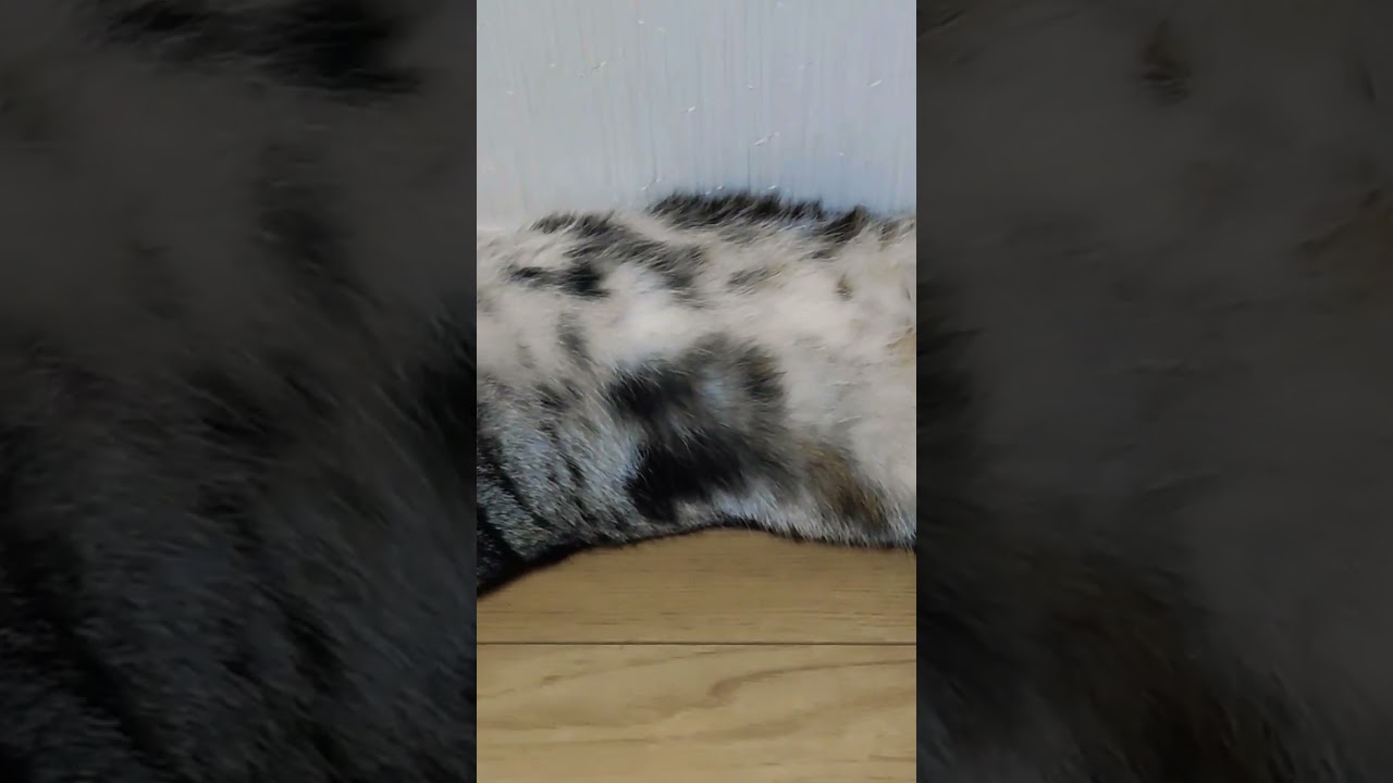 あざとすぎるアメリカンショートヘアのいとちゃんがもふもふを見せつけてます#アメショ#可愛い猫#猫のいる生活