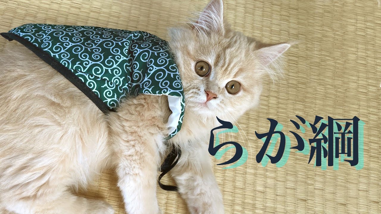 らが綱ライブ（テスト配信）#猫 #cat #ラガマフィン