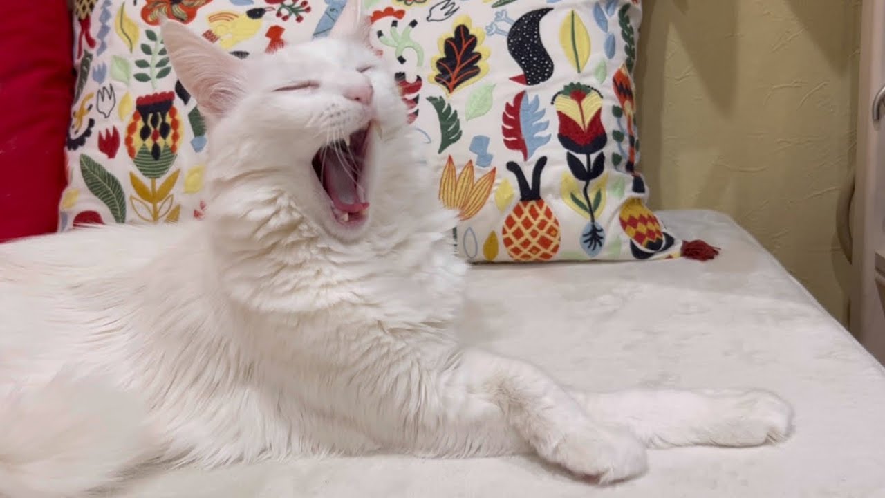 【超美脚】足が長すぎるターキッシュアンゴラのおやすみ動画💤