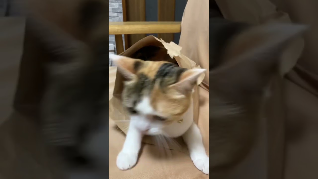 紙袋に入った猫！すぐに出てきた‼︎  【#スコティッシュフォールド 】#shorts