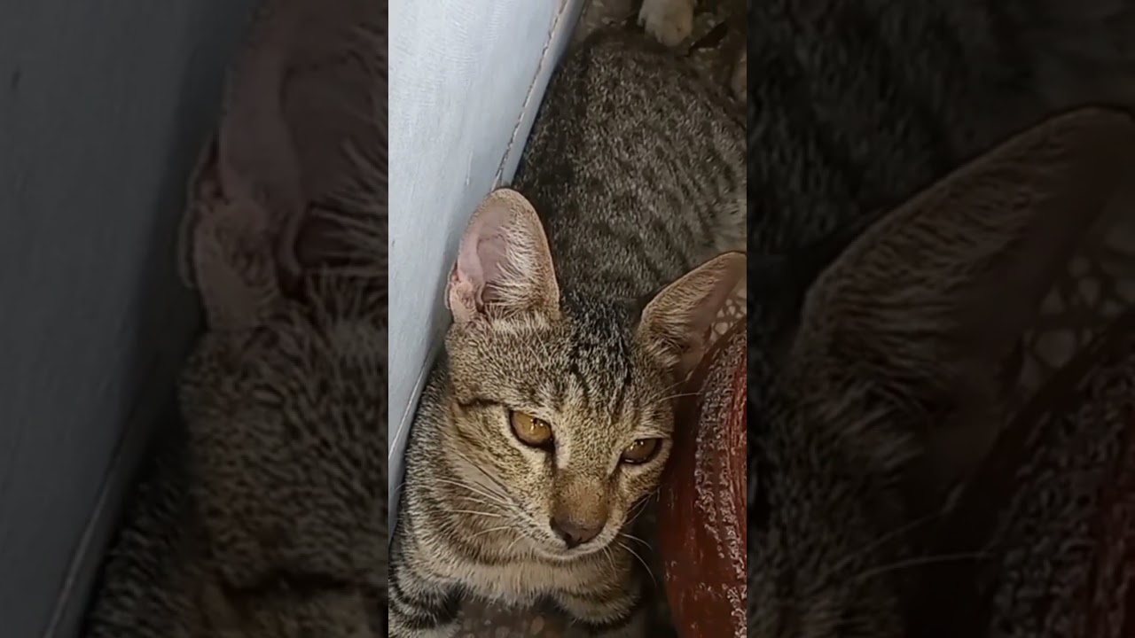 TWO BEAUTIFUL AND CUTE CAT 🐈 BABY'S SEE PLEASE