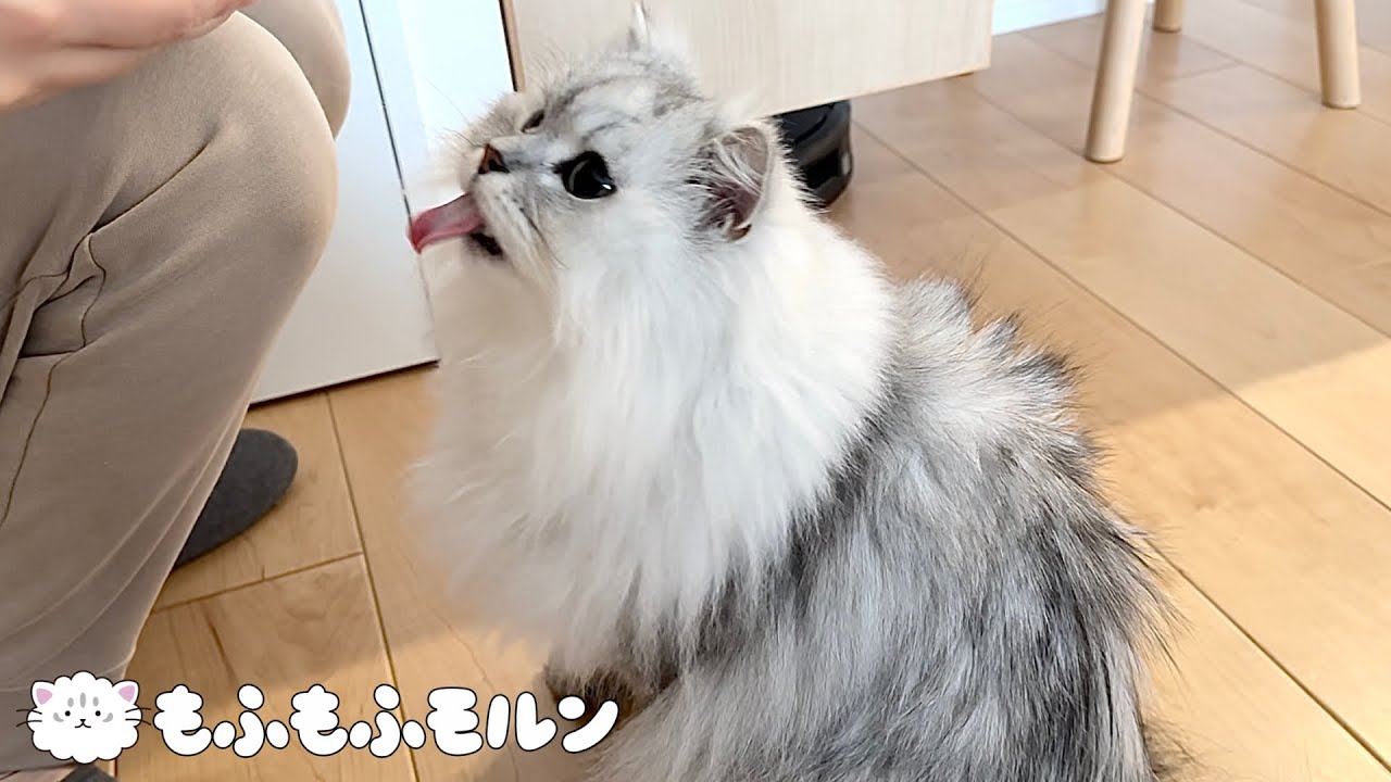 猫はお尻の汚れを綺麗にしただけでご褒美がもらえます【サイベリアン】