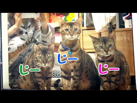 『窓拭き中の旦那vs野良猫』を見守るおうち猫さん達
