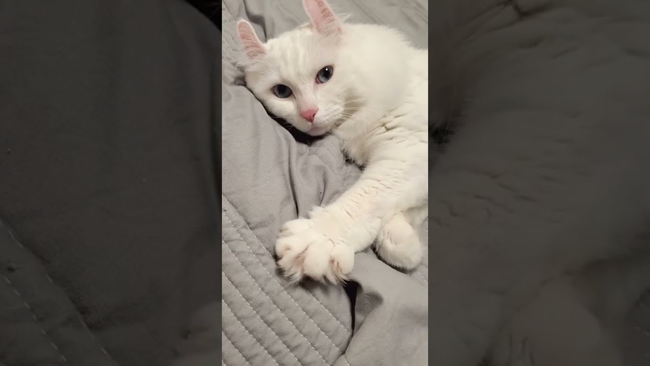 【癒し】猫のグーパーがかわいすぎる #shorts #猫動画 #アメリカンカール