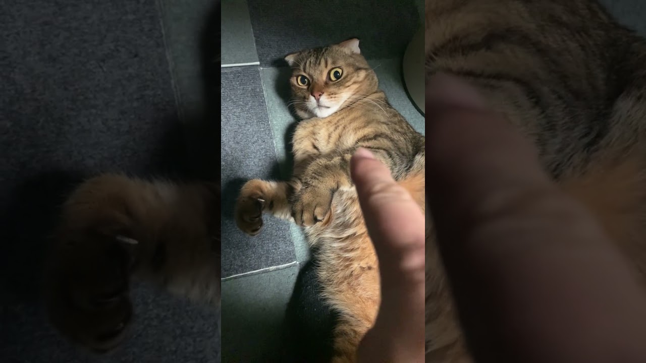 目をまんまるくしてゴロンと寝っ転がるかわいい猫 #Shorts
