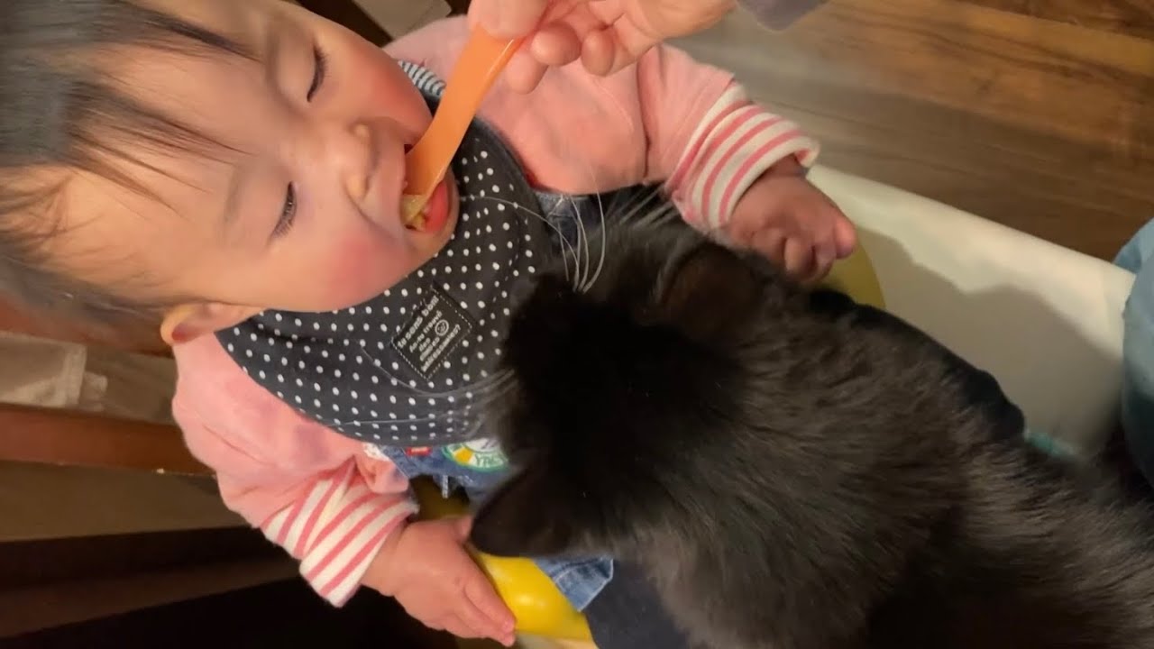 赤ちゃんのご飯時に擦り寄る猫　ラガマフィンA cat snuggling at a baby's dinner. Ragamuffin