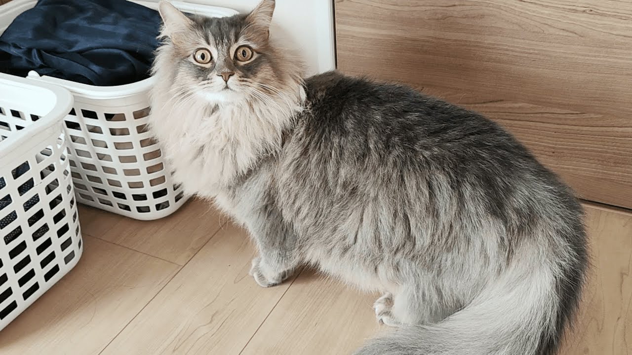 初めて飼い主以外の人を見た時の弟猫のリアクションがこちら…(笑)【サイベリアンのラフィ#251】