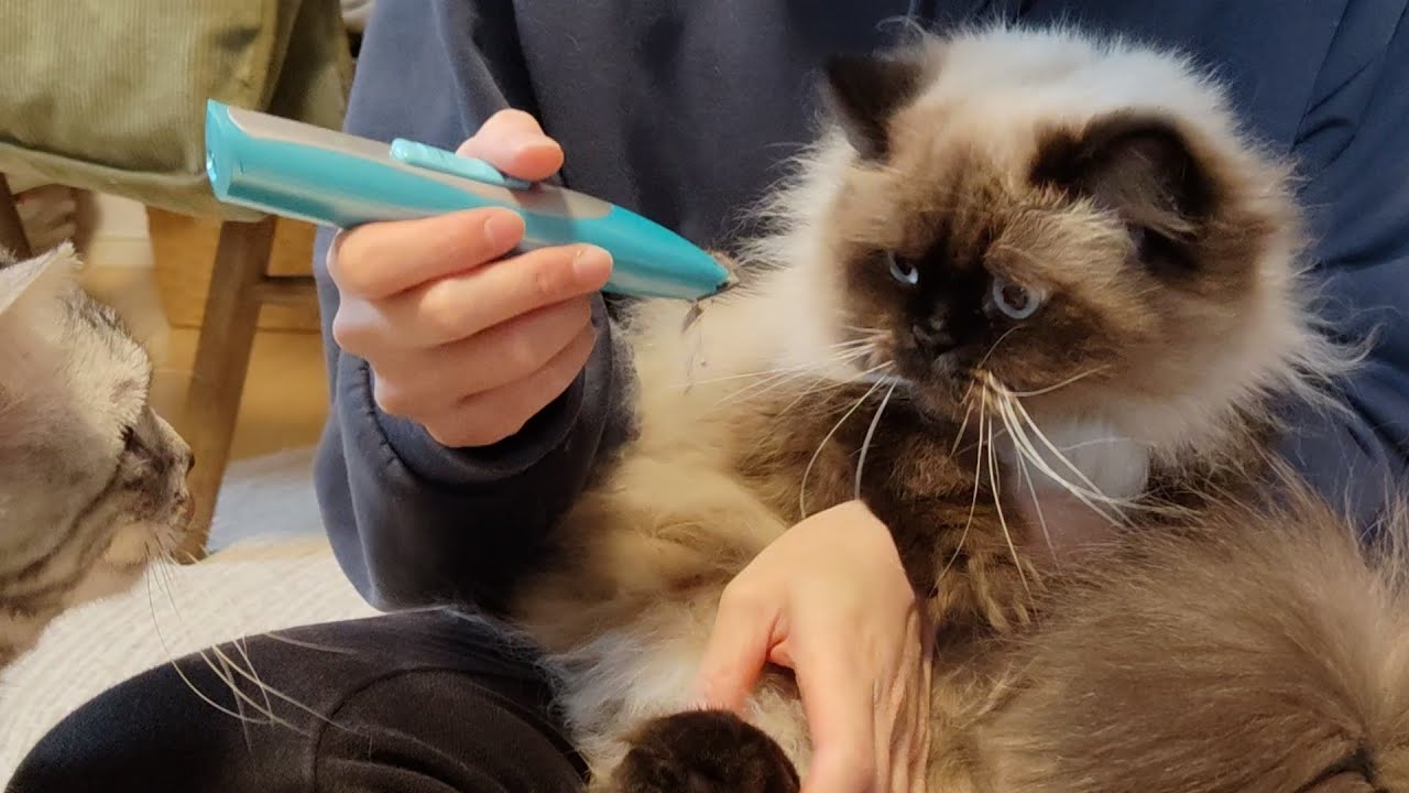 【ヒマラヤン】足裏の毛を刈る【おうちサロン】