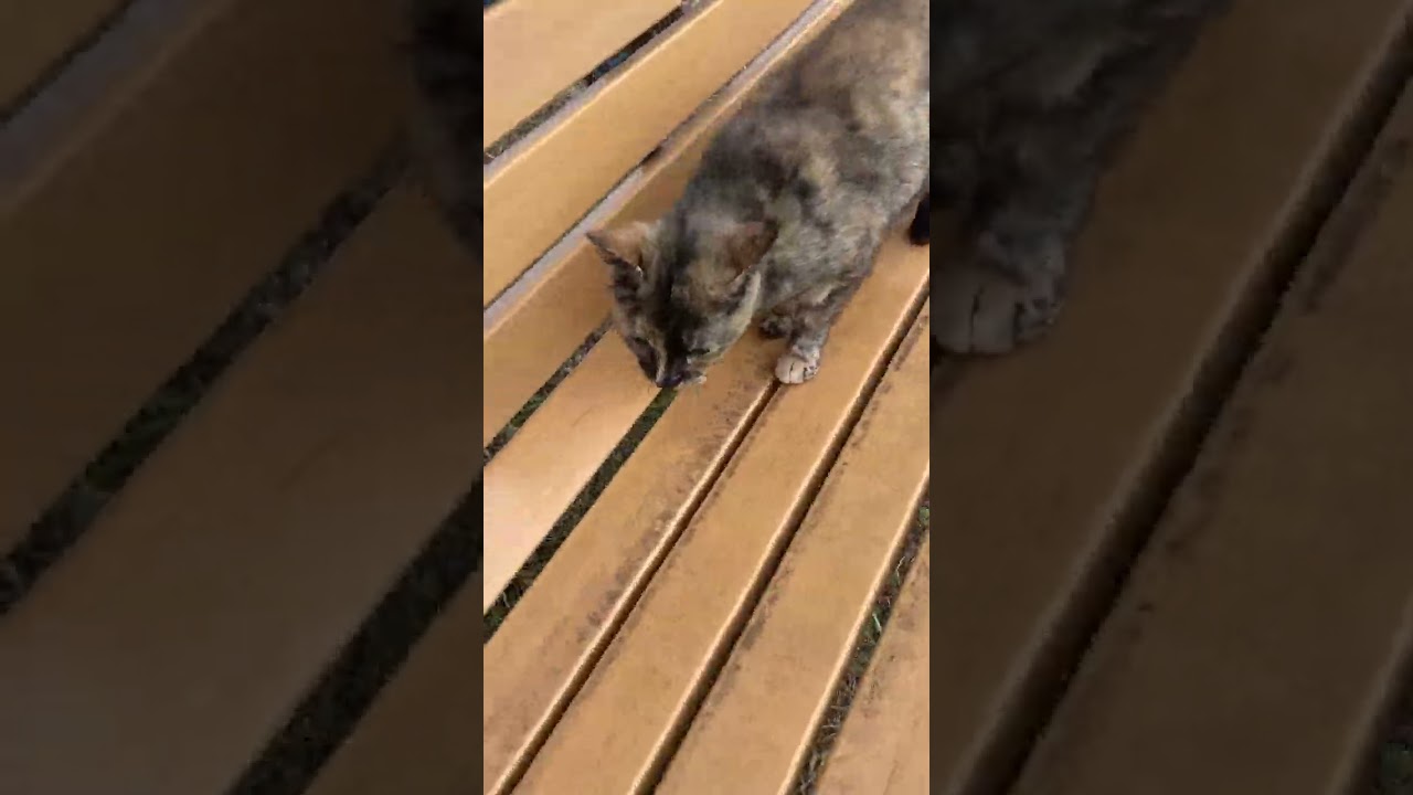 【今日のシャムちゃん 068】サビ猫とシャム猫、遅刻の三毛猫
