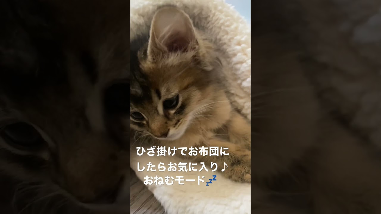 【ソマリ】おねむモード全開子猫ちゃん。、 #猫 #子猫 #kitten #shorts #cat #ペット #癒し #ねこ #ソマリ