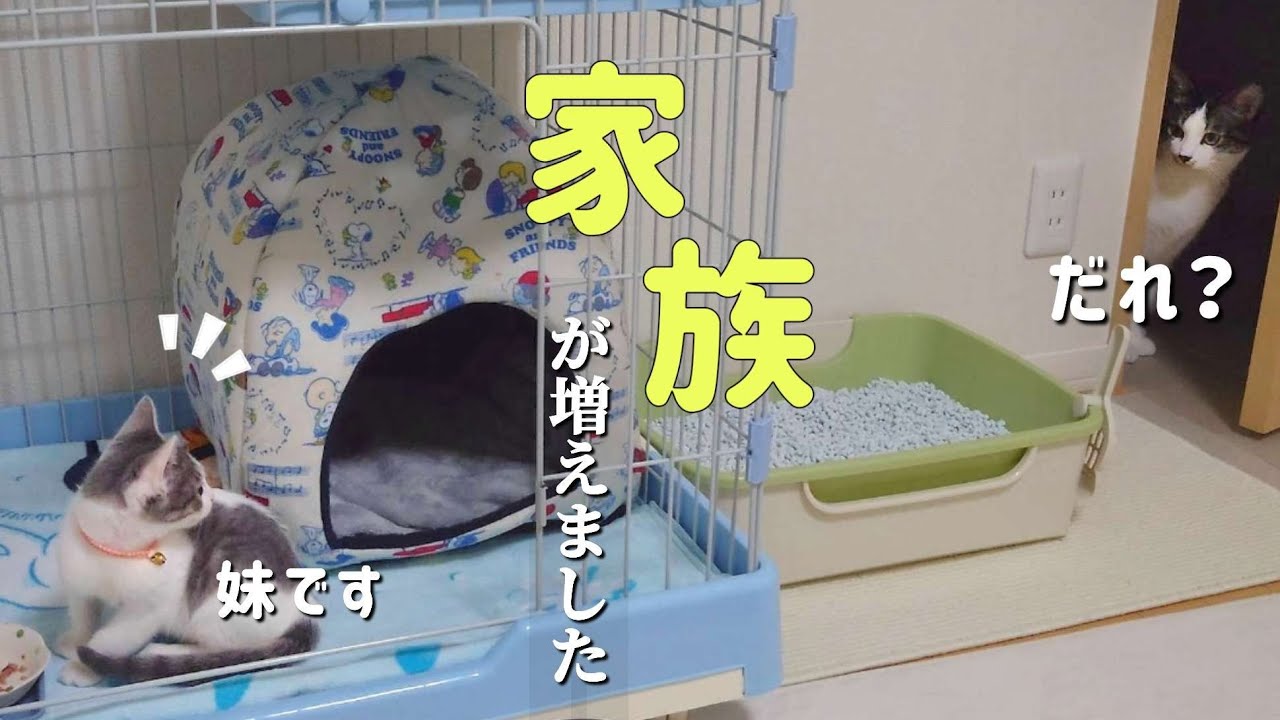 ひょうきんな子猫がやって来ました 【保護猫】