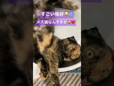 #スコティッシュフォールド折れ耳 #メス #猫