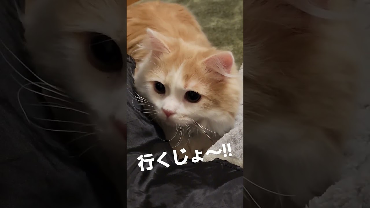 【子猫】ドヤる猫#ラガマフィン #猫動画 #shorts