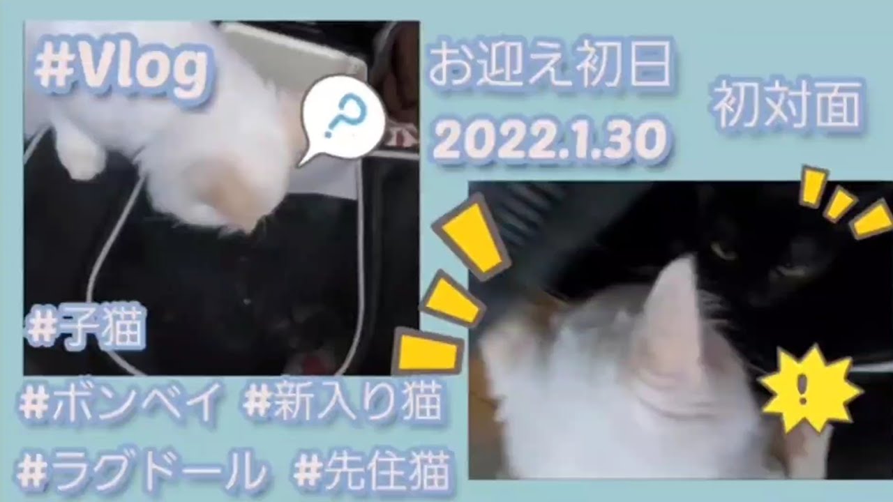 透夜【ラグドール】■4■初対面★先住猫と新入り猫【ボンベイ】柊 #6