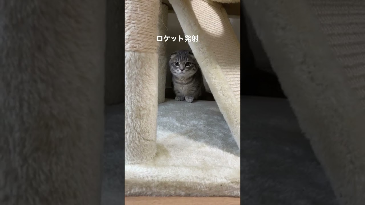 ロケット発射🚀#子猫 #短足マンチカン