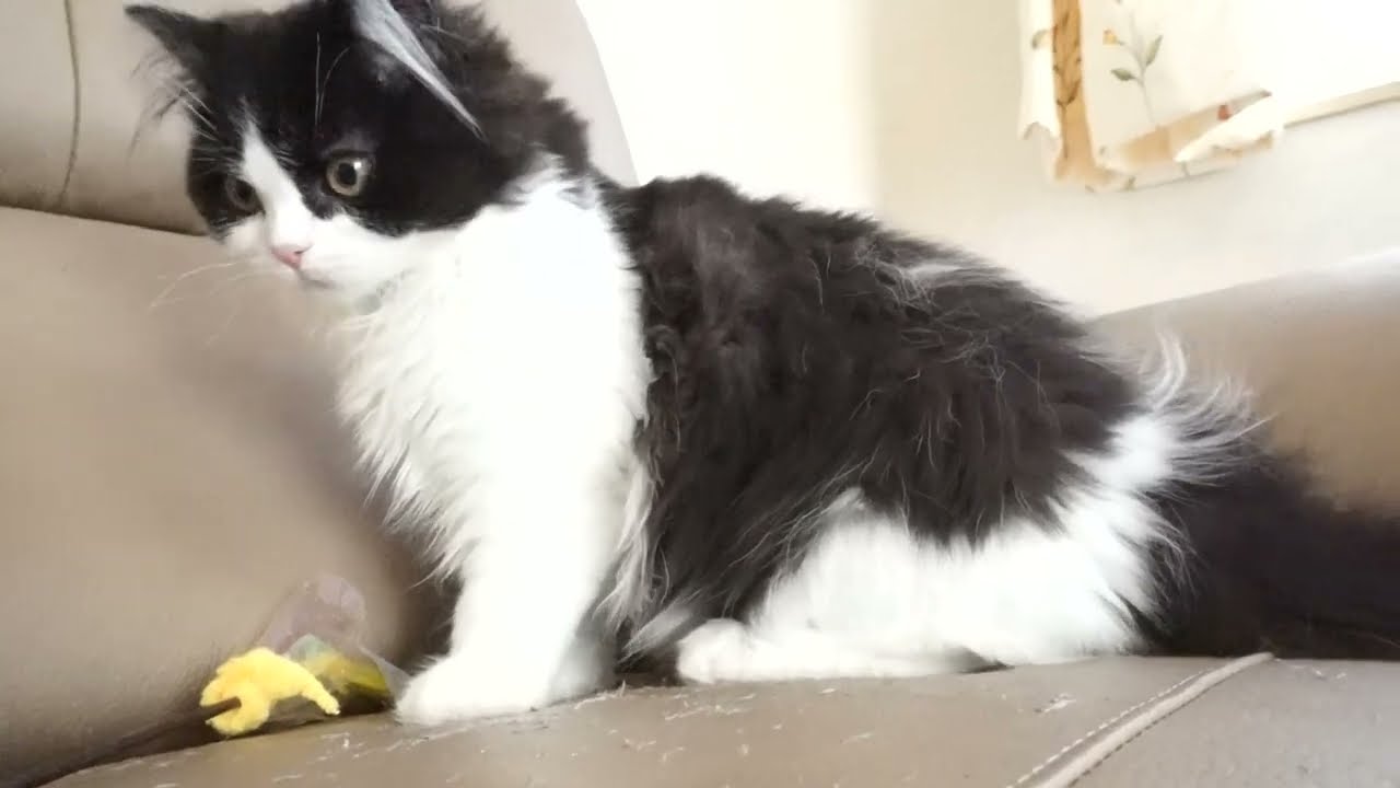 セルカークレックス子猫　2022.9.30産まれ 　ブラック＆ホワイト　　女の子　シーダキャット猫のお店