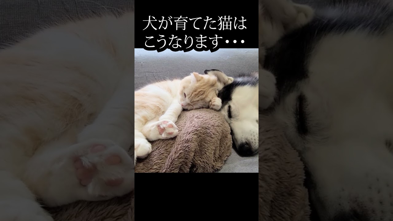 ハスキー犬が育てた子猫は犬を親だと思ってます...#shorts