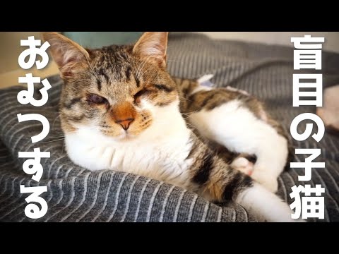 【盲目の子猫】おむつ姿で後ろが気になる猫