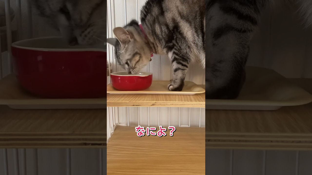 見ないでよ #shorts #猫 #アメリカンショートヘア
