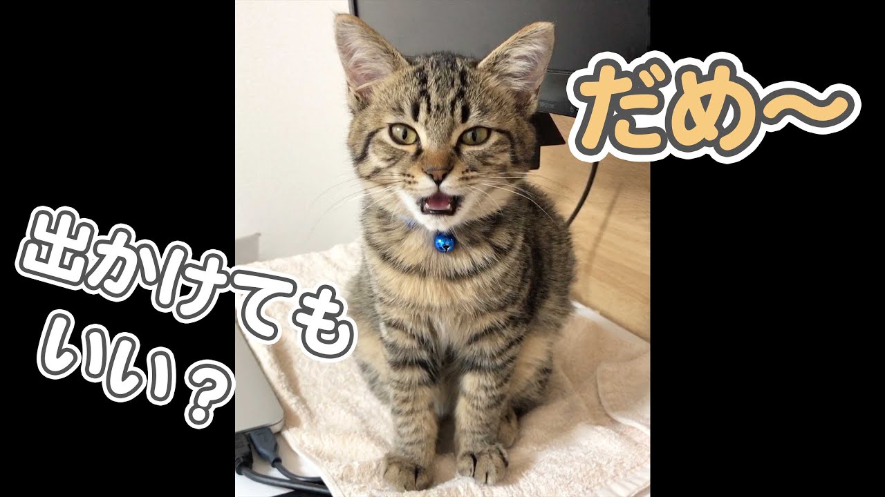 飼い主が出かけるのを、しゃべりながら必死に引き止める子猫が可愛い #Shorts