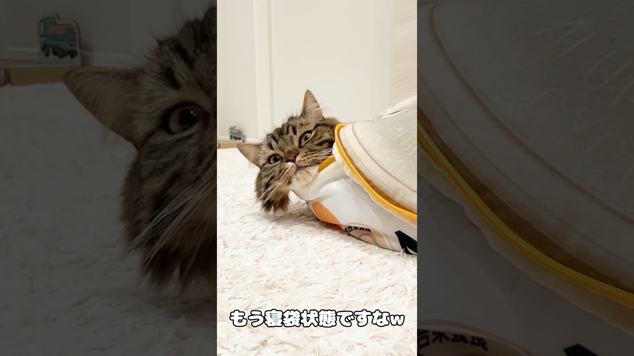 寝袋生活【マンチカンのアーサー】 #Shorts