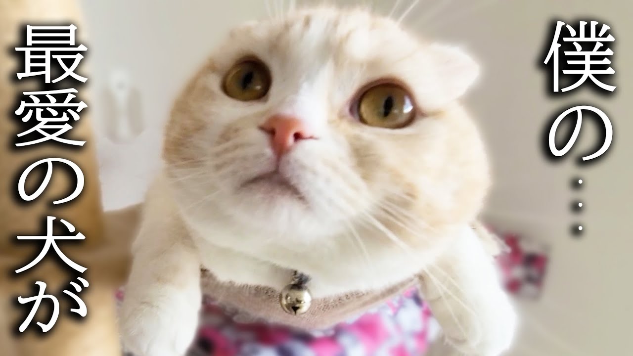 お昼寝してたらハスキー犬達が居なくなった時の猫の行動が可愛すぎる...