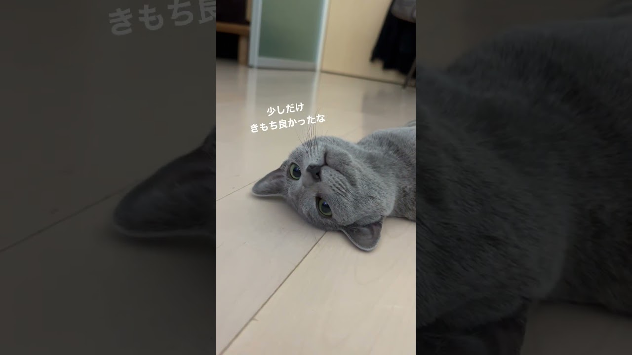 異変に気付く猫　#Shorts #ロシアンブルー　#ねこ　#ねこ動画　#cat #猫　#Russianblue