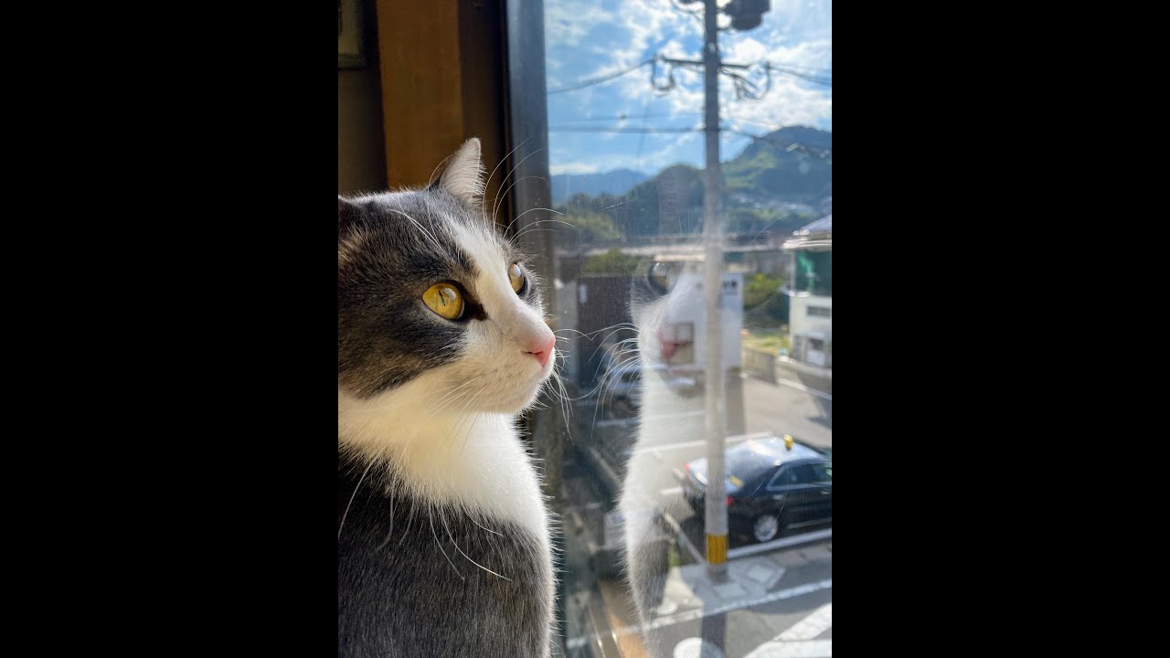 💖【看板猫日本一奪還への挑戦】💖２階猫のお部屋ライブ配信中💖