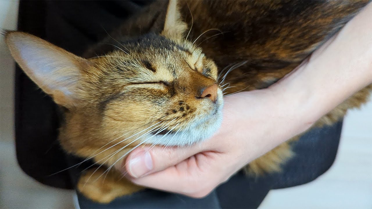 【366日目】守りたいこの幸せフェイス #ソマリ #cat