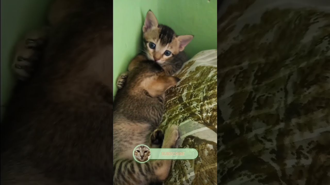 😻😻 CUTE KITTENS FALLING ASLEEP 😻😻 #shorts #short #shortsfeed #cat #cats #kitten#cute #kittensleeping