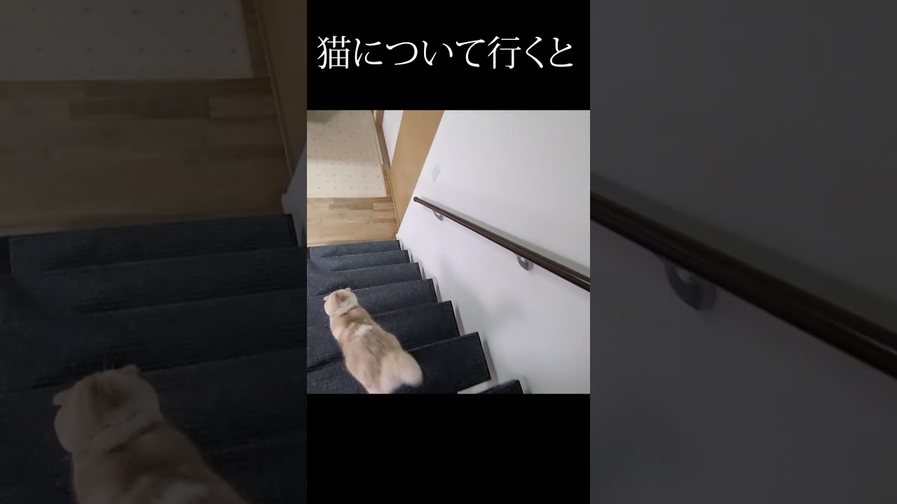 猫について行ってみた結果こうなった...#shorts