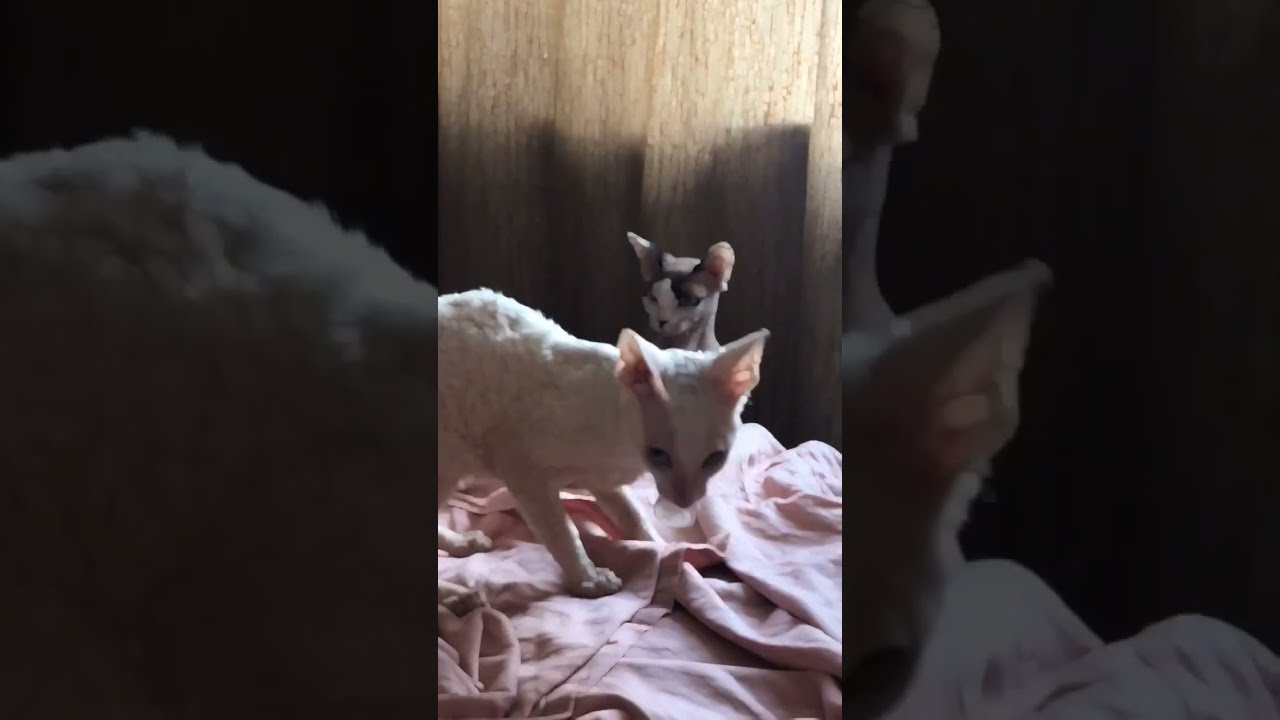 Cornish Rex plays
