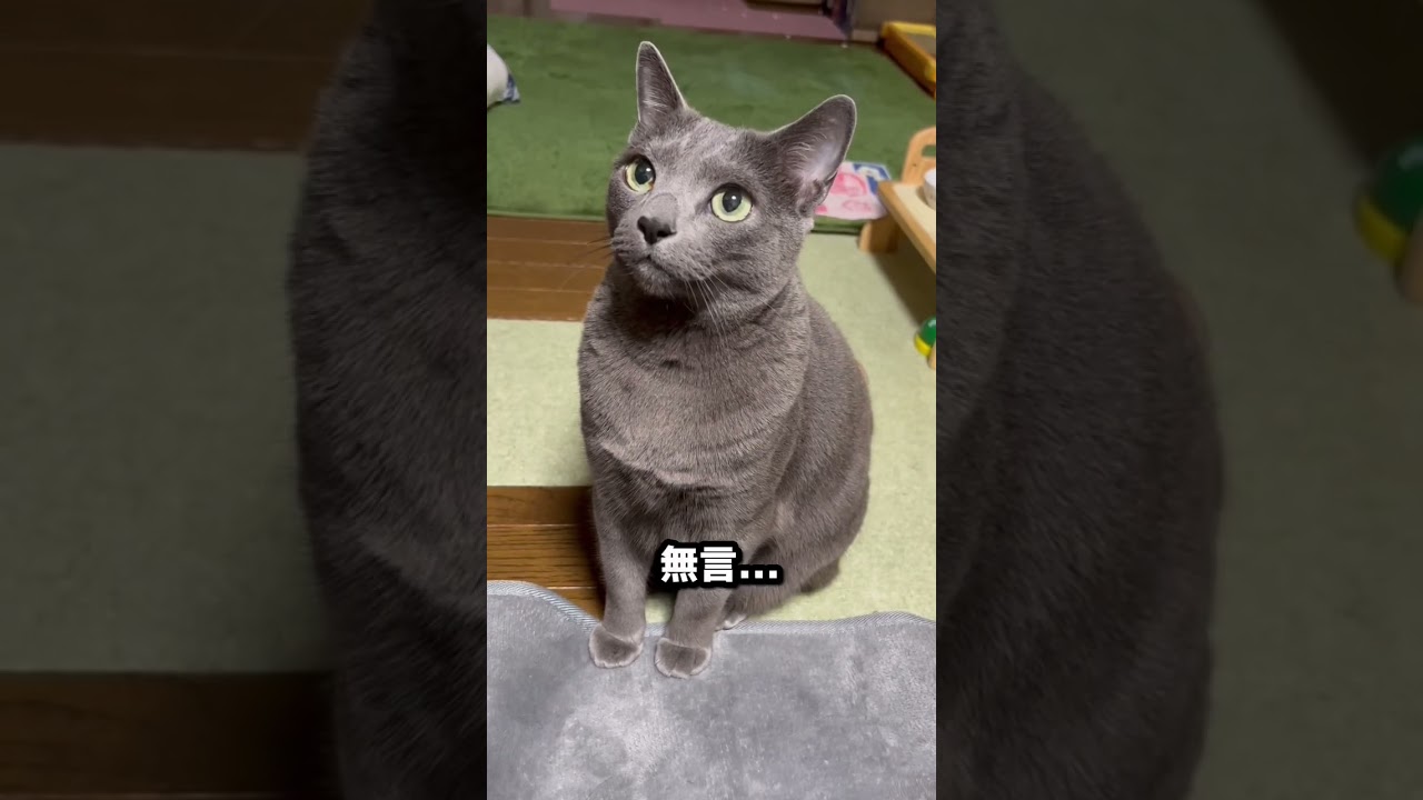 【ロシアンブルー】めろん、無言のおねだり⁇最後はいつも通り😊【猫】#shorts