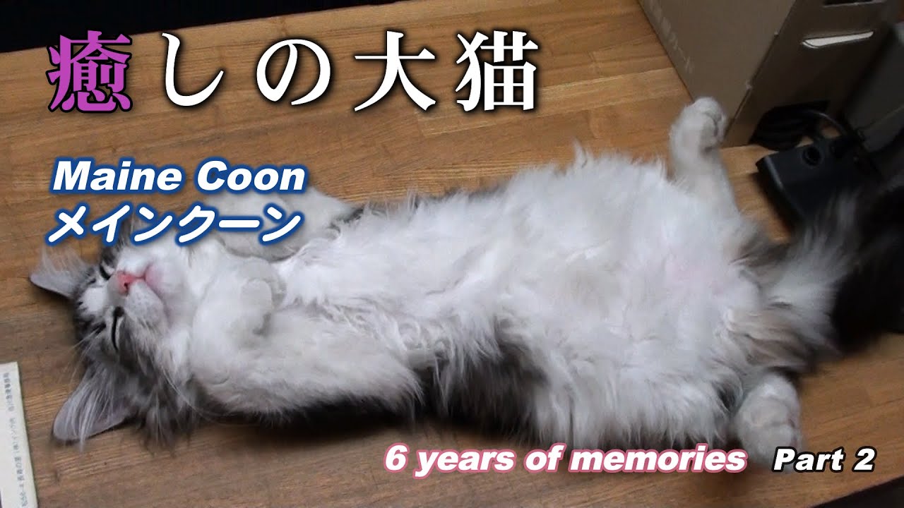 癒しの大猫　メインクーン (Maine Coon)　6 years of memories　Part 2