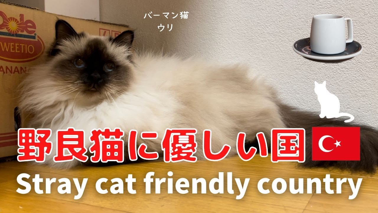 バーマン猫ウリ【野良猫に優しい国】Stray cat friendly country（バーマン猫）Birman/Cat