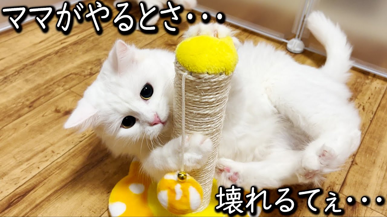 【マンチカンの子猫】ママが瞳孔バキバキでオモチャを壊そうとする件 ∼猫のいる生活Vol.603∼ 出産動画 マンチカン短足・ミヌエット・ペルシャ猫専門ブリーダー『ペット蔵人』【子猫の成長記録】