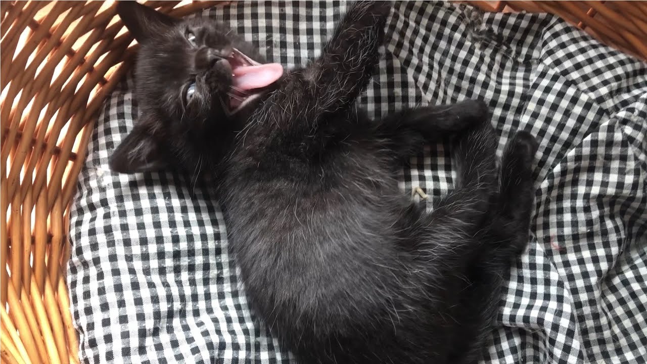 ボンベイのイチゴちゃんの寝起き